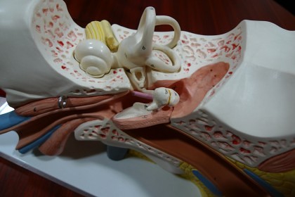 Mittelohr und Innenohr am Ohrmodell